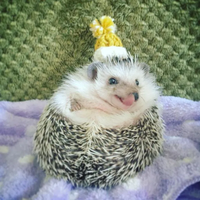 This Hedgehog Day, Treat Yourself With 47 Pictures Of Hedgehogs With Hats