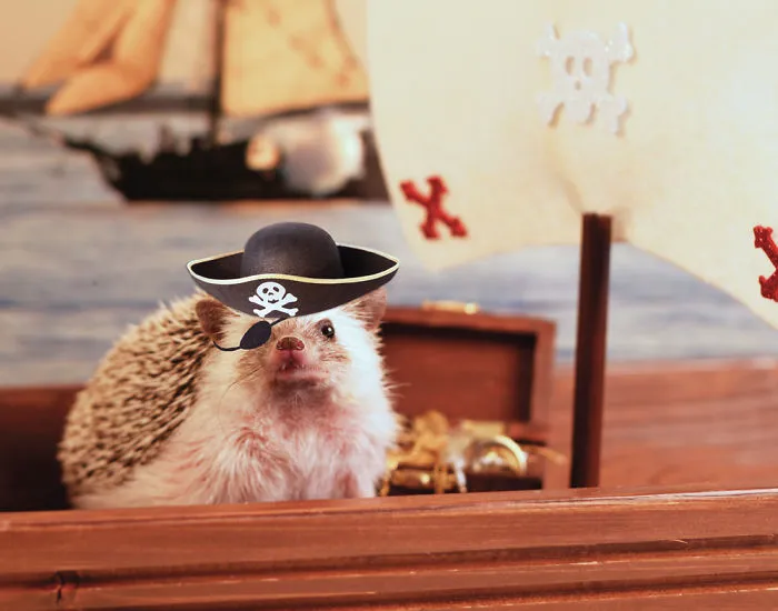 This Hedgehog Day, Treat Yourself With 47 Pictures Of Hedgehogs With Hats