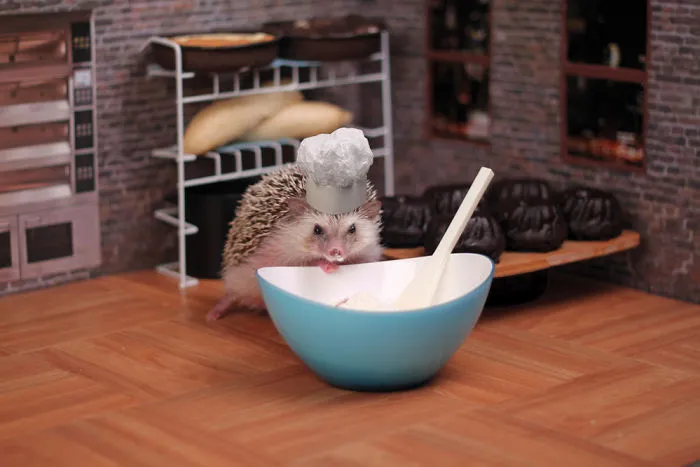 This Hedgehog Day, Treat Yourself With 47 Pictures Of Hedgehogs With Hats