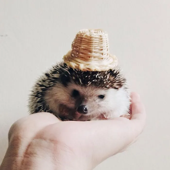 This Hedgehog Day, Treat Yourself With 47 Pictures Of Hedgehogs With Hats