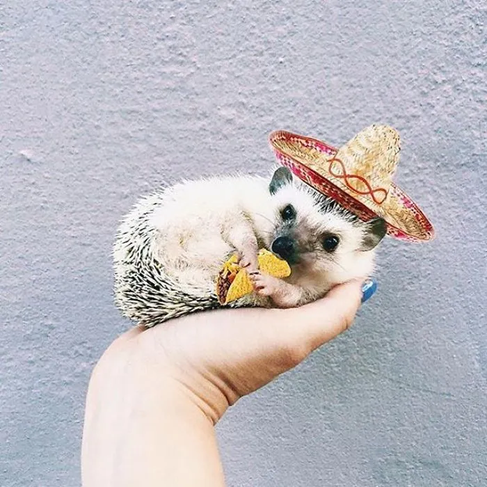 This Hedgehog Day, Treat Yourself With 47 Pictures Of Hedgehogs With Hats