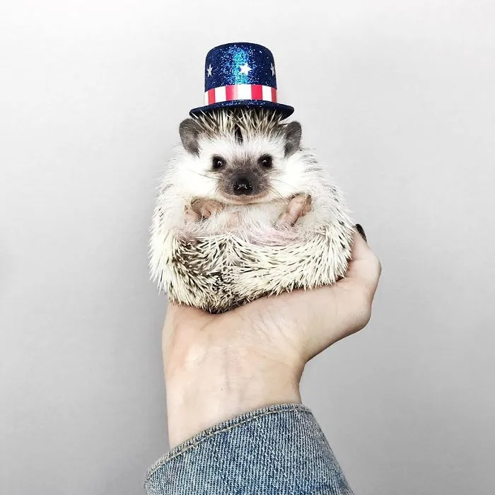 This Hedgehog Day, Treat Yourself With 47 Pictures Of Hedgehogs With Hats