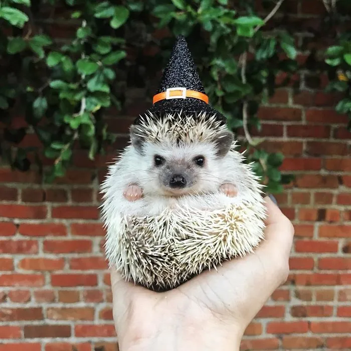 This Hedgehog Day, Treat Yourself With 47 Pictures Of Hedgehogs With Hats