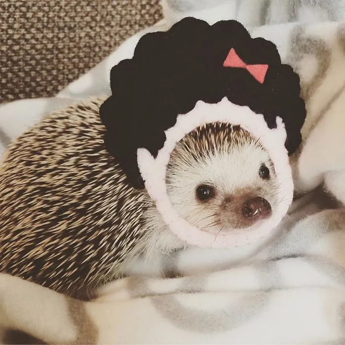 This Hedgehog Day, Treat Yourself With 47 Pictures Of Hedgehogs With Hats