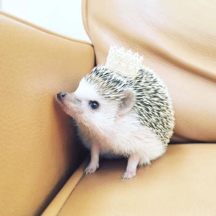 This Hedgehog Day, Treat Yourself With 47 Pictures Of Hedgehogs With Hats