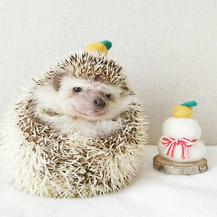 This Hedgehog Day, Treat Yourself With 47 Pictures Of Hedgehogs With Hats