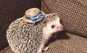 This Hedgehog Day, Treat Yourself With 47 Pictures Of Hedgehogs With Hats