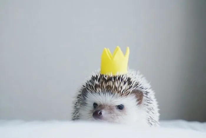 This Hedgehog Day, Treat Yourself With 47 Pictures Of Hedgehogs With Hats