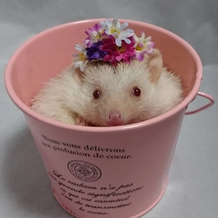 This Hedgehog Day, Treat Yourself With 47 Pictures Of Hedgehogs With Hats