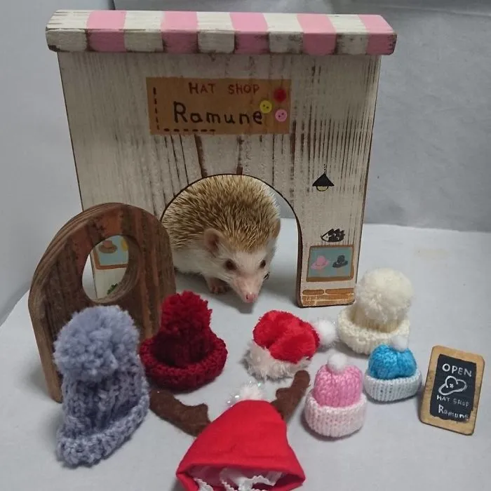 This Hedgehog Day, Treat Yourself With 47 Pictures Of Hedgehogs With Hats