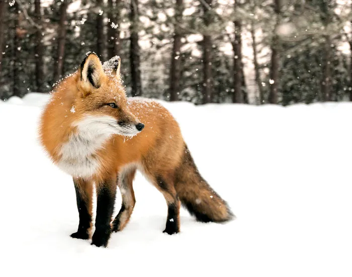Winter Pose!