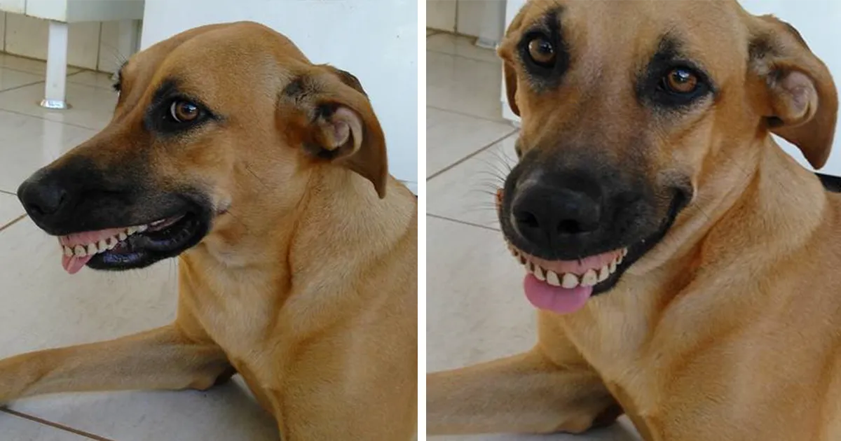 El dueño de este perro casi se murió de risa al ver su nueva sonrisa