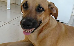 Owner Nearly Died From Laughter After Realizing How His Dog Got His New Smile