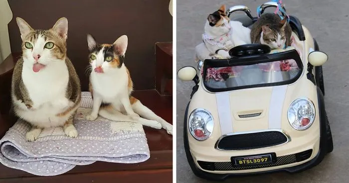 These Two Disabled Rescue Kitties Are Best Friends Ever