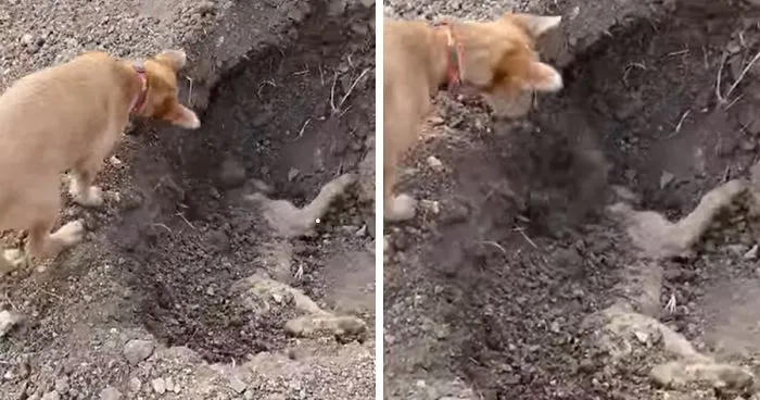 Dog Spotted Burying His Best Friend After He'd Been Hit By A Car, And It'll Break Your Heart