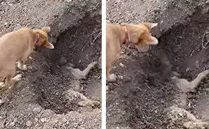 Dog Spotted Burying His Best Friend After He'd Been Hit By A Car, And It'll Break Your Heart