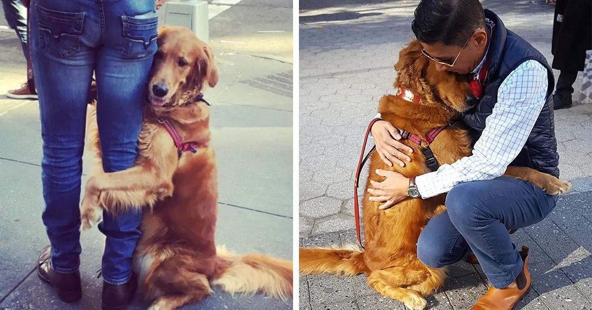 Este perro retriever está obsesionado con abrazar a todo el mundo