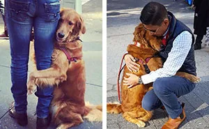 This Retriever Is Obsessed With Giving Hugs To Everyone He Meets
