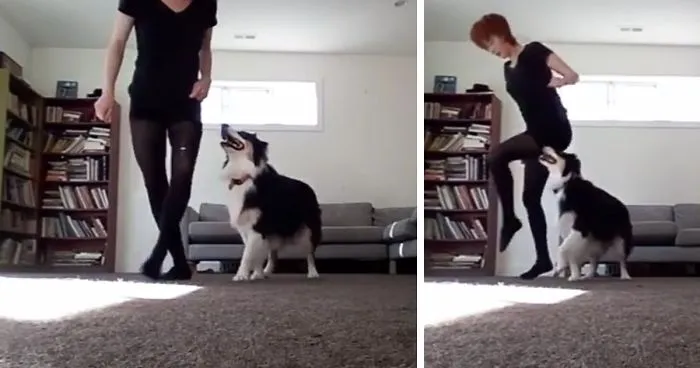 Dog Learns Irish Dance
