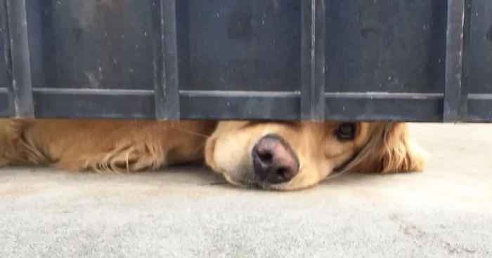 This Dog Waits For His Girl After School Every Day
