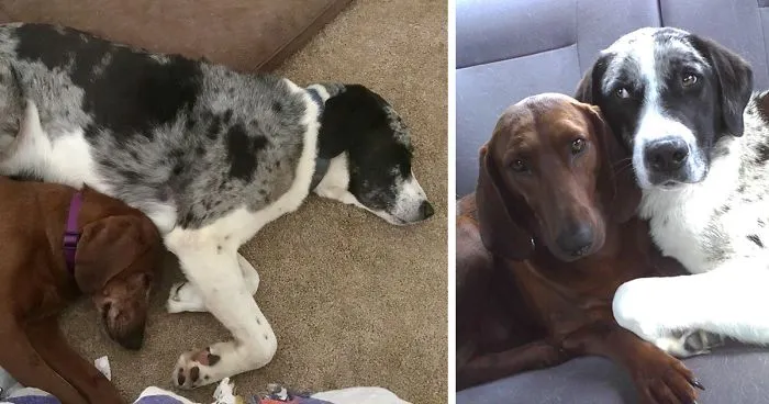 Woman Wanted To Adopt This Dog, But He Refused To Go Without His BFF