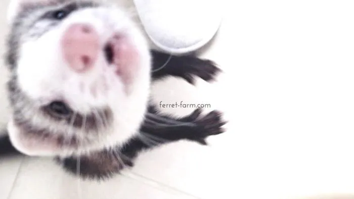 Crazy Ferret Is Obsessed With Tennis Ball