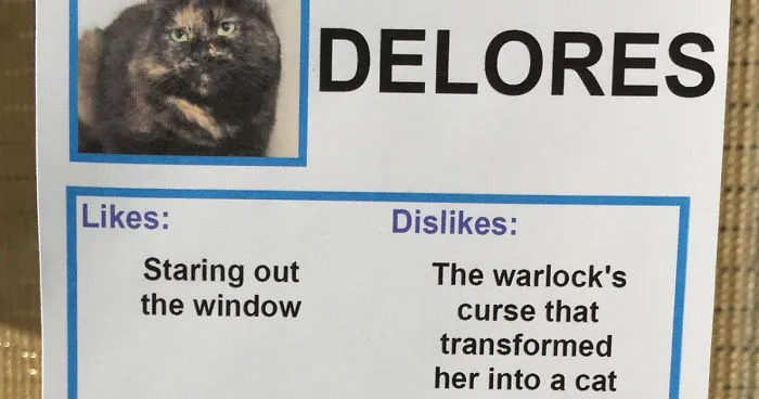 I Gave These Cats Bizarre Likes And Dislikes To Help Get Them Adopted