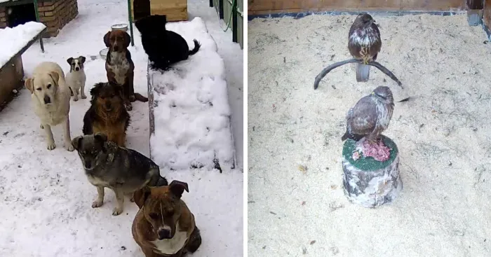 10+ Pictures That Will Show You The Variety Of Animal Shelters Around The World