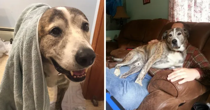 Reasons You Should Never Own A Rescue