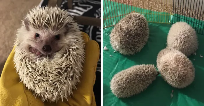 I Photographed My Hedgies