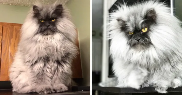 Meet Juno, A Cat Who Is Not Impressed With You