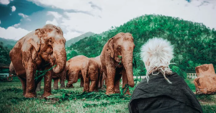 Volunteering At Elephant Shelters Became Our New Way Of Travelling