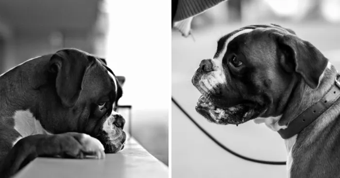 My Gorgeous Dog Portraits Was The Start Of Something Beautiful