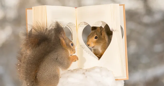 Wild Red Squirrels Celebrate Valentine's Day
