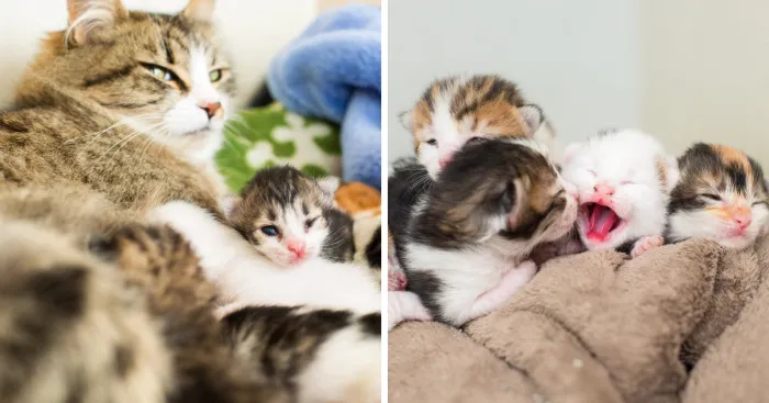 I'm Fostering A Litter Of Kittens And Encourage You To Do The Same