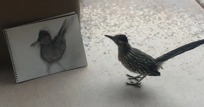 Seymour The Roadrunner
