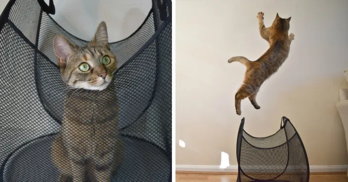 Discover The Best Box For Cats. They Go Crazy With It!