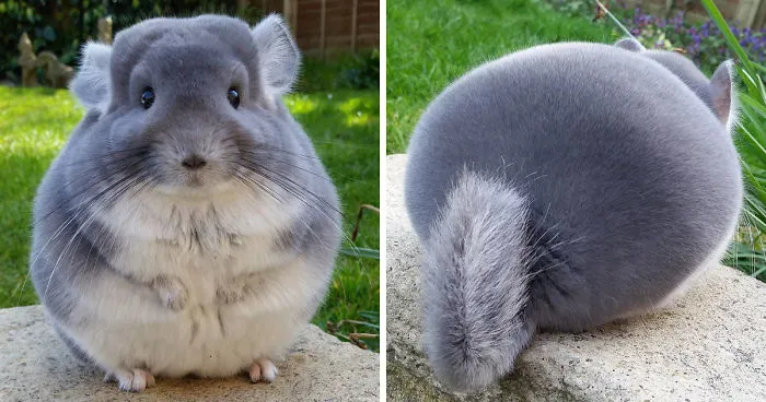 These Chinchillas' Butts Are So Round, They Look Fake