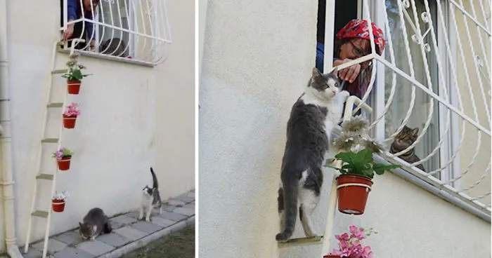 Esta mujer construyó una escalerilla para que los gatos callejeros pudieran entrar a su casa cuando hace frío