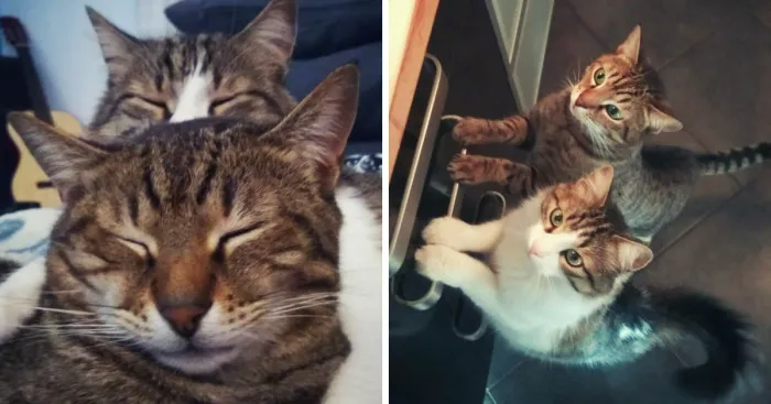 My Cat Took Care Of A Stray Kitty We Found In A Parking Lot, The Way He Thanked Him Will Melt Your Heart