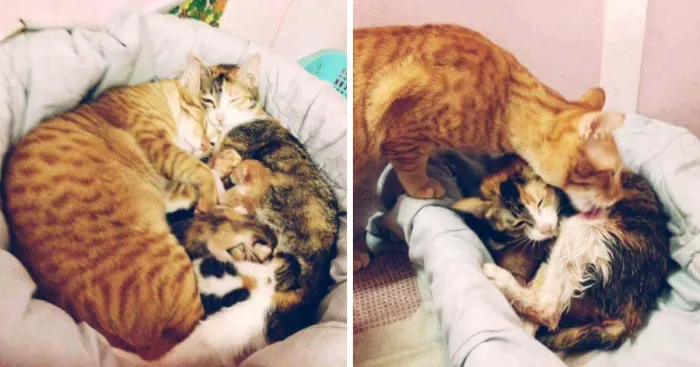 Father Cat Supports Mom Cat Giving Birth, Wins Everyone's Hearts