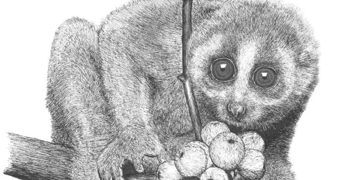Slow Loris