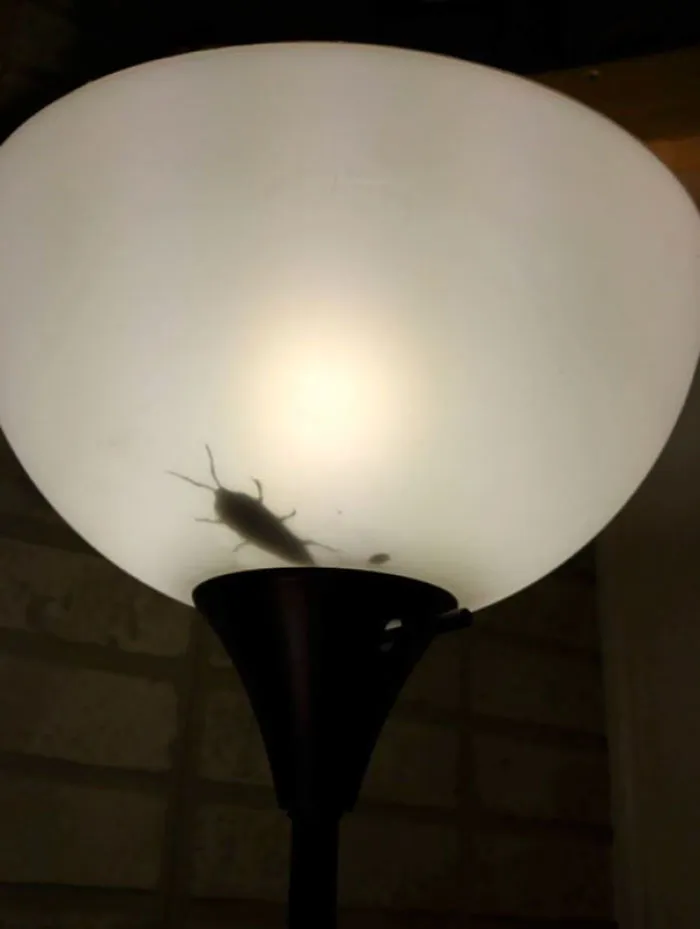 Totally Pranked My Boyfriend With My Hand Drawn Paper Bug
