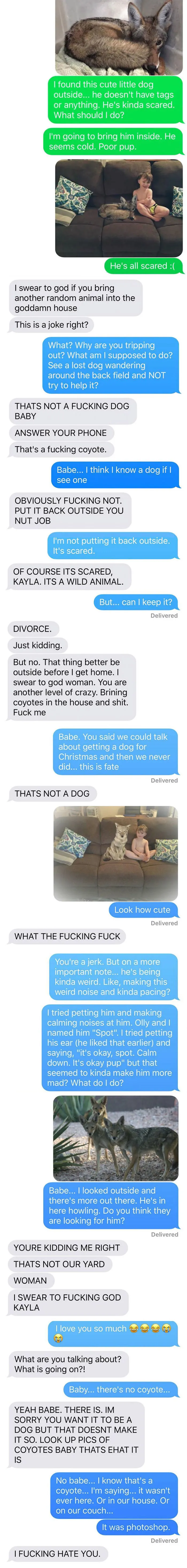Wife Texts Husband She Brought A Dog Home While The Pic Shows A Coyote, And He Seriously Freaks Out