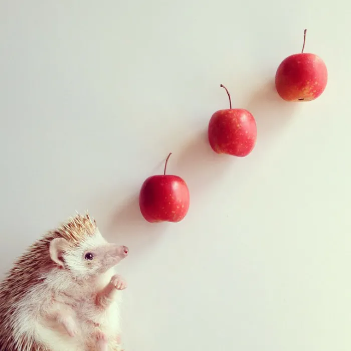 Cute Hedgehog