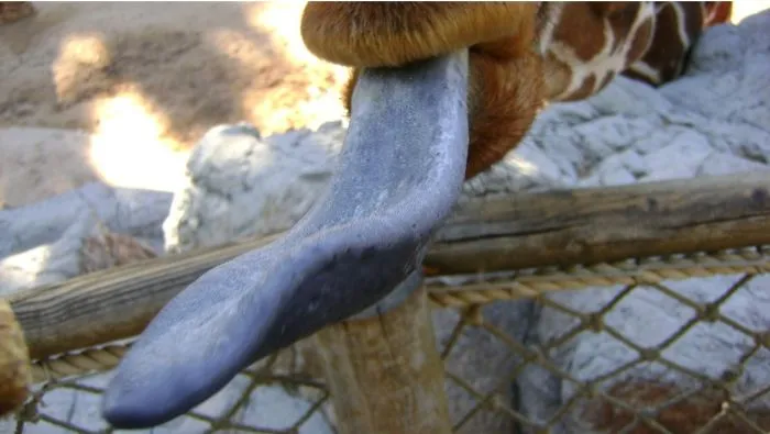 175 Of The Most Adorable Animal Mlems" Ever"