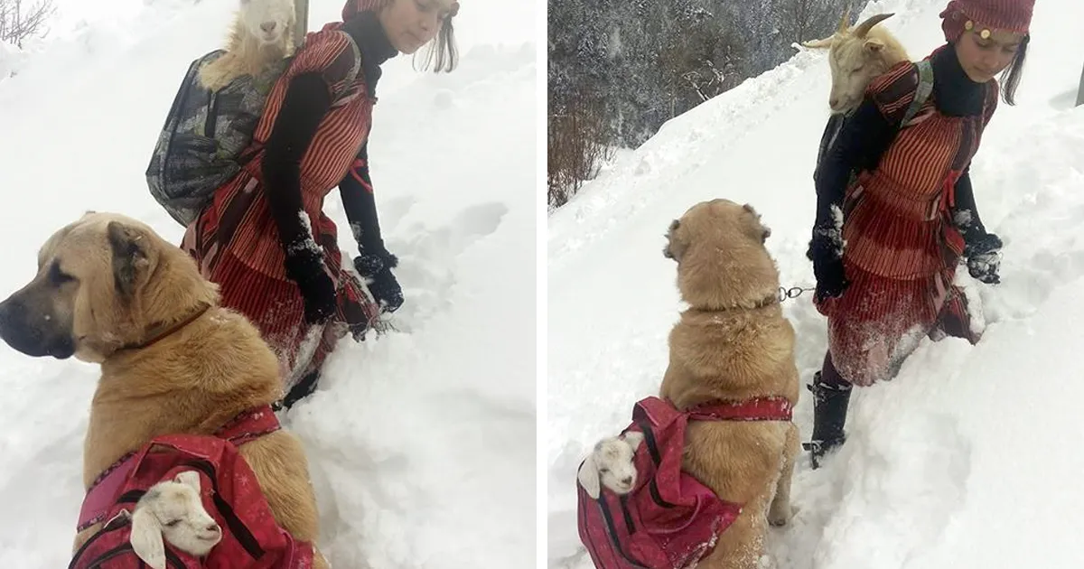Esta chica y su perro rescataron a una cabra con su cabritillo, y es lo más dulce que verás hoy
