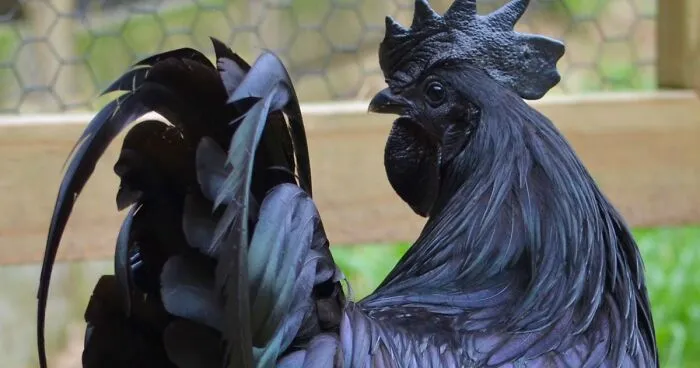 This Rare "Goth Chicken" Is 100% Black From Its Feathers To Its Internal Organs And Bones