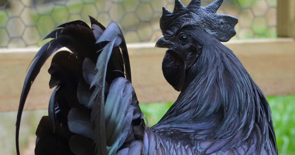 Este curioso "pollo gótico" es 100% negro, desde las plumas a los huesos