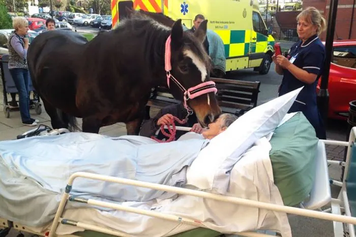 Dying Patient's Last Wish Comes True As She Is Reunited With Beloved Horse For Final Time